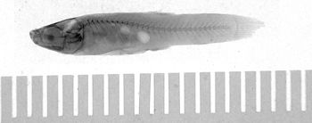 Media type: image;   Ichthyology 6254 Aspect: lateral,description